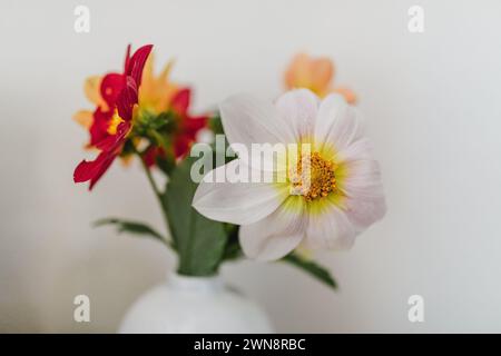 Bunte Gartendahlien in kleiner weißer Vase Stockfoto