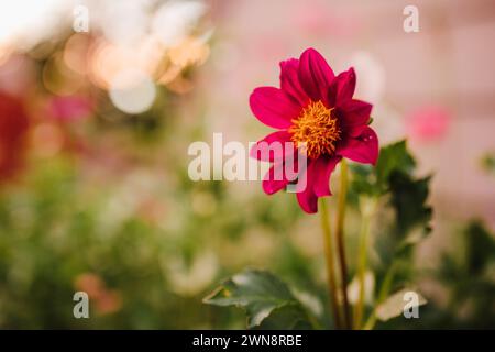 Fuschia Dahlia im Garten mit Sunny Bokeh Stockfoto