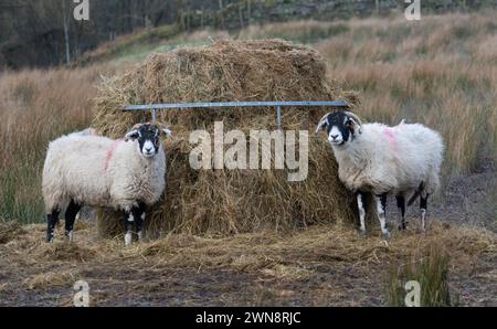 Schwaledale Schafe im Winter auf Moorland Stockfoto