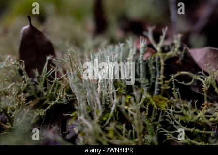Flechten wachsen auf feuchtem Waldboden zwischen Blättern und Moos Stockfoto
