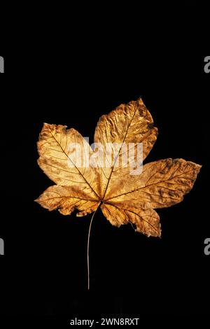 Goldenes Ahornblatt auf schwarzem Hintergrund Stockfoto