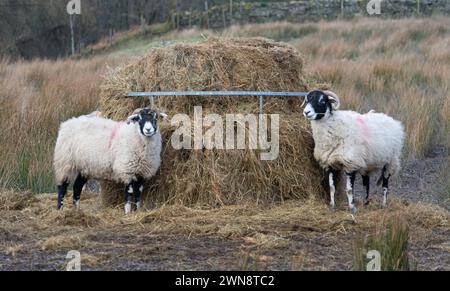 Schwaledale Schafe im Winter auf Moorland Stockfoto