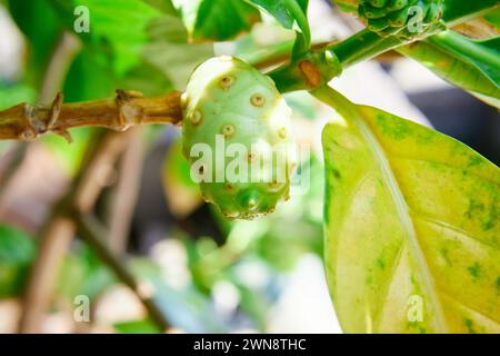 Nahaufnahme von Great morinda auf Baum Stockfoto