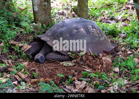 Riesenschildkröte schläft im Schatten der Bäume auf dem Galapago Stockfoto