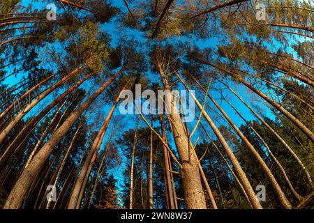 Blick auf hohe Bäume unter klarem blauem Himmel im Wald Stockfoto