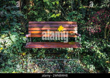 Holzbank im Herbst mit einem Blatt Stockfoto