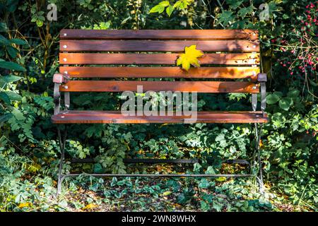 Holzbank im Herbst mit einem Blatt Stockfoto