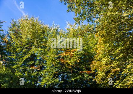 Holzbank im Herbst mit einem Blatt Stockfoto