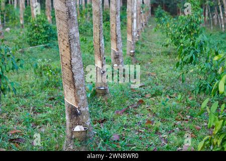 Das Sammeln von Naturlatex aus Kautschukbäumen in Plantagen Stockfoto