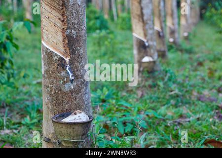 Das Sammeln von Naturlatex aus Kautschukbäumen in Plantagen Stockfoto