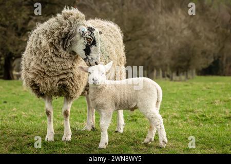 Swaledale Maultier-Schaf oder weibliches Schaf, das ihr junges Lamm auf seinen Kopf küsst. Konzept: Mutter Liebe und Zuneigung. Nahaufnahme. Horizontal. Co Stockfoto