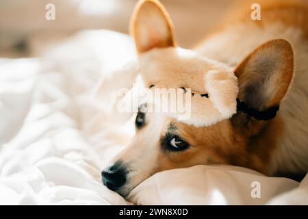 Corgi liegt in einer Schlafmaske an einem sonnigen Tag auf einem weißen Bett Stockfoto