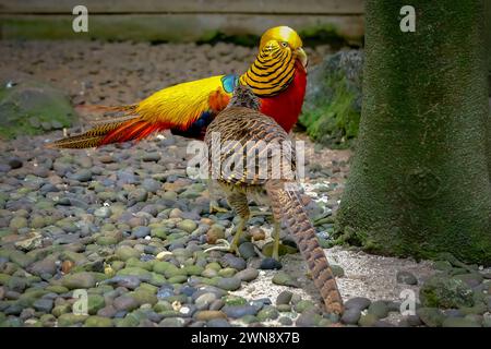 Goldene Fasane laufen in einem Käfig Stockfoto