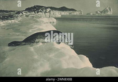 Vintage-Antarktis-Fotografie von Herbert George Ponting um 1911. Ein Weddell Seal auf Eis ist kurz vor dem Tauchen Stockfoto