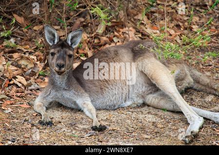 Weibliches Western Grey Känguru, das im Busch liegt Stockfoto