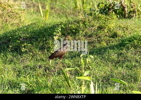 Limpkin (Aramus guarauna), auch Carrao, Courlan und Weinen Vogel genannt, ist ein großer Watvogel. Magdalena Fluss, Wildtiere und Vogelbeobachtung in Colombi Stockfoto