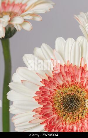 Gelb – rosafarbene Gerberas auf hellgrauem Hintergrund Stockfoto