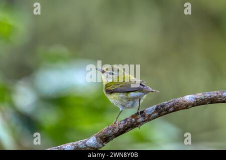 Tennessee Warbler (Leiothlypis peregrina), New World Warbler, der im Osten Nordamerikas brütet. Minca, Sierra Nevada de Santa Marta Magdalena Depar Stockfoto