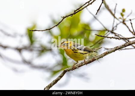 Setophaga fusca (Blackburnian Grbler) ist ein kleiner „New World Grbler“. Guatavita, Abteilung Cundinamarca. Tierwelt und Vogelbeobachtung in Kolumbien. Stockfoto