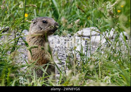 Alpines Murmeltier, Val trupchun, Schweizer Nationalpark Stockfoto