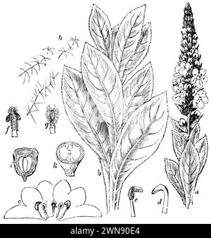 Verbascum thapsus, A) oberster (Blütenstand) und b) unterer Teil des Stängels, c) ausbreitende Blüte, d) Stamen, e) Stamen lateral, f) Stamen mit regelmäßigem geradem Anther, g) Stamen mit regelmäßigem geradem lateralen Anther, h) Sternhaare, i) Durchschnitt eines Samens, k) quer geschnitten., Verbascum thapsus, (Enzyklopädie 1893), Kleinblütige Königskerze, A) oberstes (Blütenstand) und b) ein unteres Stück des Stengels, c) ausgebreitete Blüte, d) Staubgefäß, e) Staubgefäß seitlich, f) Staubgefäß mit regelmäßigem geraden Staubbeutel, g) Staubgefäß mit regelmäßigem geraden Staubbeutel seitlich, h Stockfoto