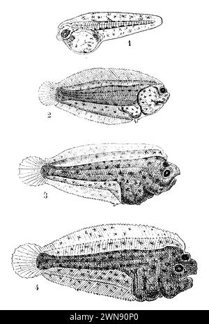 Gemeinsame Sohle; ole, Entwicklung: 1. Larve kurz nach dem Schlüpfen (weniger als 24 Stunden alt). 2. Larve mit einem linken Auge ganz links. 3. Etwas ältere Larve mit dem linken Auge, sichtbar durch Transparenz, noch auf der linken Körperseite, in der Nähe des oberen Kopfprofils. 4. Noch ältere Larven, die das linke Auge sehr nahe am oberen Kopfprofil zeigen, aber bereits fast nach rechts übergehen. (Laut Fabre-Domergue), Solea solea, (Zoologiebuch, 1909), Seezunge, Entwicklung: 1. Larve kurz nach dem Schlüpfen (weniger als vierundzwanzig Stunden alt). 2. Larve mi Stockfoto