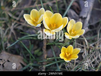 Nicht exklusiv: DNIPRO, UKRAINE - 29. FEBRUAR 2024 - Krokusblüten sind in Blüte zu sehen, Dnipro, Ostukraine. Stockfoto