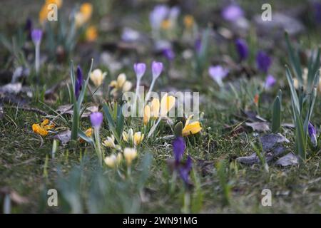 Nicht exklusiv: DNIPRO, UKRAINE - 29. FEBRUAR 2024 - Krokusblüten sind in Blüte zu sehen, Dnipro, Ostukraine. Stockfoto