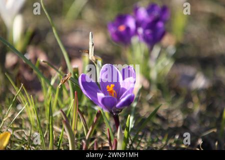 Nicht exklusiv: DNIPRO, UKRAINE - 29. FEBRUAR 2024 - Krokusblüten sind in Blüte zu sehen, Dnipro, Ostukraine. Stockfoto