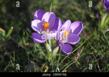 Nicht exklusiv: DNIPRO, UKRAINE - 29. FEBRUAR 2024 - Krokusblüten sind in Blüte zu sehen, Dnipro, Ostukraine. Stockfoto