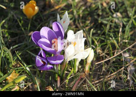 Nicht exklusiv: DNIPRO, UKRAINE - 29. FEBRUAR 2024 - Krokusblüten sind in Blüte zu sehen, Dnipro, Ostukraine. Stockfoto