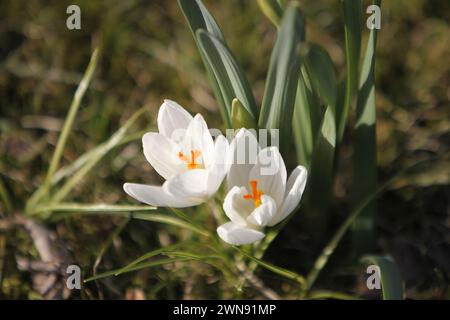 Nicht exklusiv: DNIPRO, UKRAINE - 29. FEBRUAR 2024 - Krokusblüten sind in Blüte zu sehen, Dnipro, Ostukraine. Stockfoto