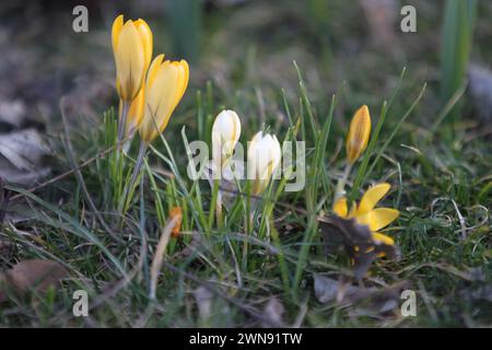 Nicht exklusiv: DNIPRO, UKRAINE - 29. FEBRUAR 2024 - Krokusblüten sind in Blüte zu sehen, Dnipro, Ostukraine. Stockfoto