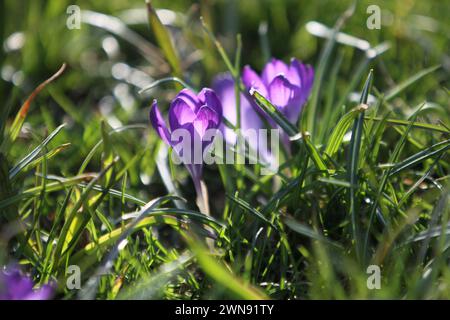 Nicht exklusiv: DNIPRO, UKRAINE - 29. FEBRUAR 2024 - Krokusblüten sind in Blüte zu sehen, Dnipro, Ostukraine. Stockfoto