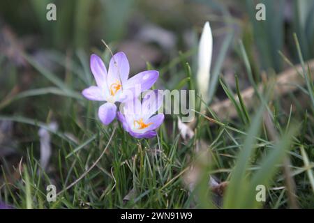 Nicht exklusiv: DNIPRO, UKRAINE - 29. FEBRUAR 2024 - Krokusblüten sind in Blüte zu sehen, Dnipro, Ostukraine. Stockfoto