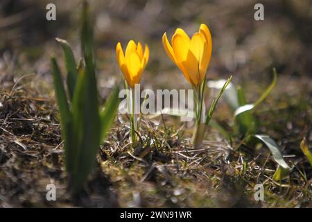 Nicht exklusiv: DNIPRO, UKRAINE - 29. FEBRUAR 2024 - Krokusblüten sind in Blüte zu sehen, Dnipro, Ostukraine. Stockfoto
