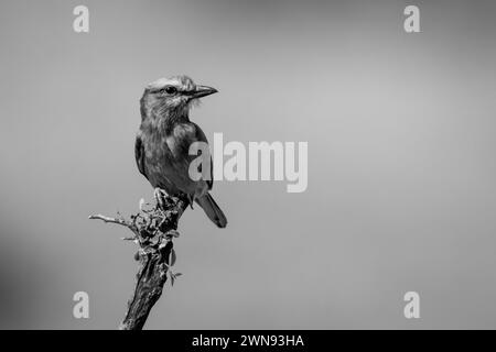 Einlilafarbene Walze am Astdrehkopf Stockfoto