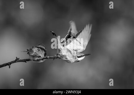 Mono kleiner Bienenfresser hebt sich vom Zweig ab Stockfoto