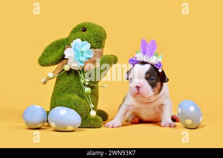 Tan Pied französischer Bulldog Hund Welpe mit Osterhasenohren, bemalten Eiern und Grashase auf gelbem Hintergrund Stockfoto