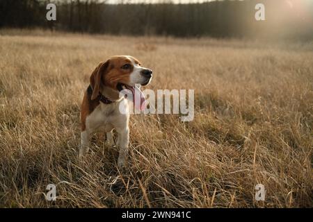 Schöner Beagle-Welpe im gelben Gras draußen, goldene Stunde. Niedlicher Hund zu Fuß, Natur Stockfoto