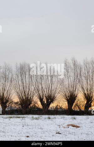 pollard-Baumreihe neben einer schneebedeckten Nasswiese, in der Nähe von Düsseldorf, Ilvericher alter Rheinschleuder, Ivericher Altrheinschlinge, Strümper Bruch. Stockfoto