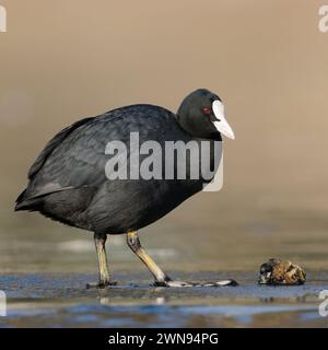 Schwarzer Coot / Eurasischer Coot ( Fulica atra ) steht auf Eis vor einer Zebramuschel, ganzer Körper, Länge, Seitenansicht, gemein, breiter Wasservogel, Stockfoto