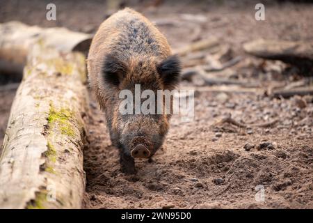 Wildschweine im Wald, So scrofa, Schweine oder Schweine, Wildtiere im Wald, Tiere in Europa Stockfoto