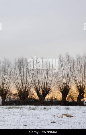 vor den Toren Düsseldorfs... Kopfbaumreihe und Feldgehölze Ilvericher Altrheinschlinge, Strümper Bruch , typisches Landschaftsbild am Niederrhein, kleines Naturschutzgebiet im Winter *** pollerreihe neben einer schneebedeckten Feuchtwiese, bei Düsseldorf, Ilvericher Altrheinschlinge, Strümper Bruch. Nordrhein-Westfalen Deutschland, Westeuropa Stockfoto