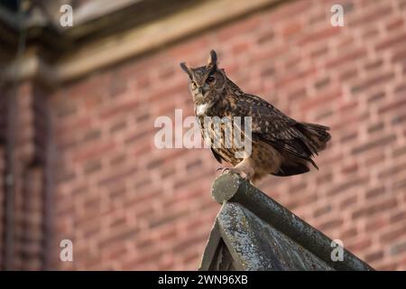 Kirchenuhu... Europäischer Uhu Bubo bubo , Männchen, Europas größte Eule sitzt auf dem Dach einer Kirche und balzt, mittlerweile häufiger Kulturfolger, der immer häufiger auch in Städten brütet, heimische Vogelwelt, Tierwelt, Natur *** Uhu Bubo bubo adulte männlich, sitzend, auf einem Kirchendach stehend, in städtischer Umgebung, umwerben, Seitenansicht, Tierwelt, Europa. Nordrhein-Westfalen Deutschland, Westeuropa Stockfoto