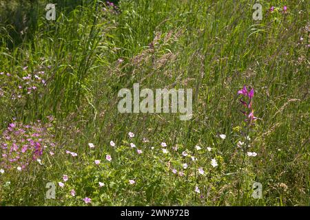 gladiolus italicus wächst zwischen Gräsern und kleinen Blumen wisley surrey england Stockfoto