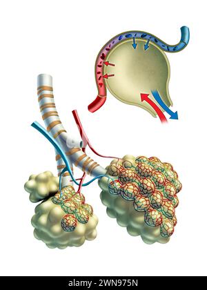 Anatomische Darstellung einiger Pulmonalveolen und des Gasaustausches in ihnen. Digitale Illustration. Stockfoto