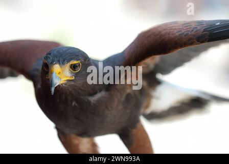 Harris Hawk mit ausgebreiteten Flügeln Stockfoto