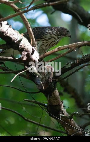 Cooper's Falke thront in einem Baum mit ihrer Beute Stockfoto