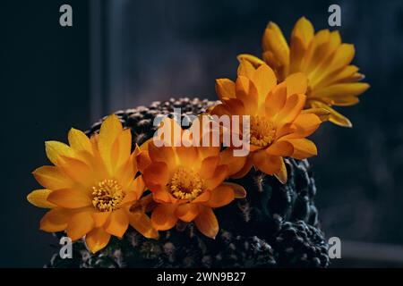 Blühende Rebutia Fiebrigii. Densiseta cactus. Clouse-up-Foto. Stockfoto